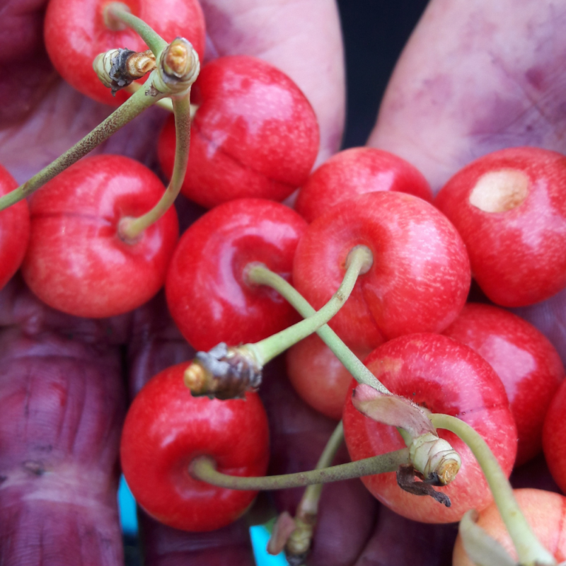 MARMELLATA DI CILIEGIA 300g - immagine 4