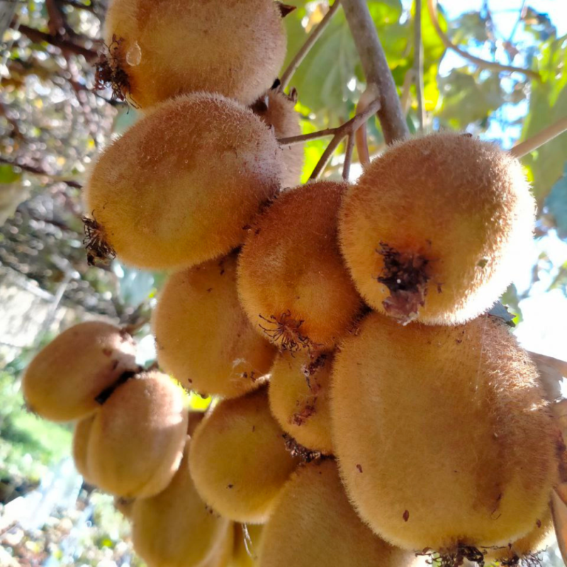 MARMELLATA DI ARANCIA E KIWI 300g - immagine 5