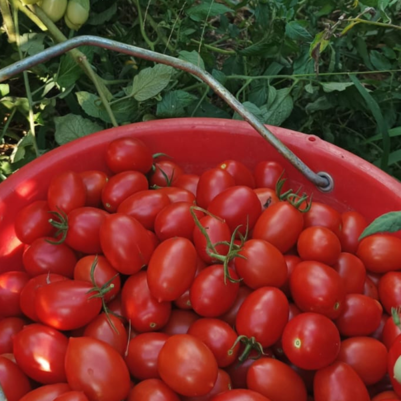 SUGO DI POMODORO CON CIPOLLA DI TROPEA 300g - immagine 4