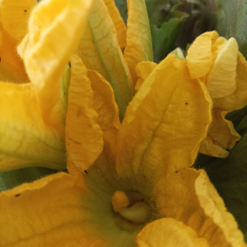 ZUCCHINE SAPORITE IN OLIO EXTRAVERGINE D'OLIVA 300g - immagine 4